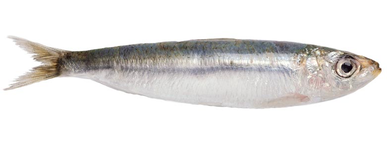 Tiny Sardines Mighty Lessons_4
